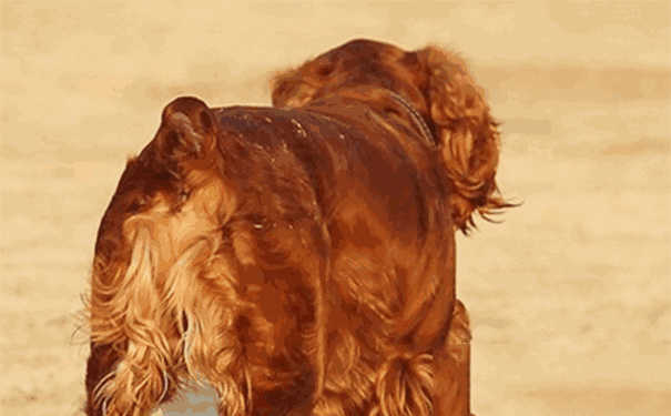 猎犬训练方法(田园犬怎么样训练成猎犬)