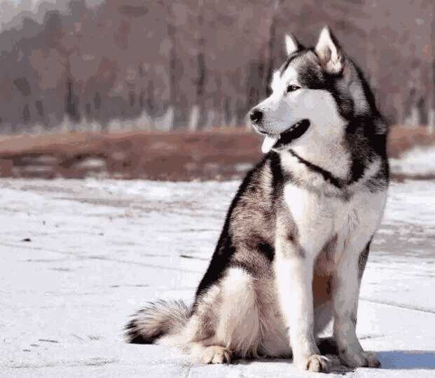 新手怎么养阿拉斯加犬(阿拉斯加犬好养吗,从这3点来分析)