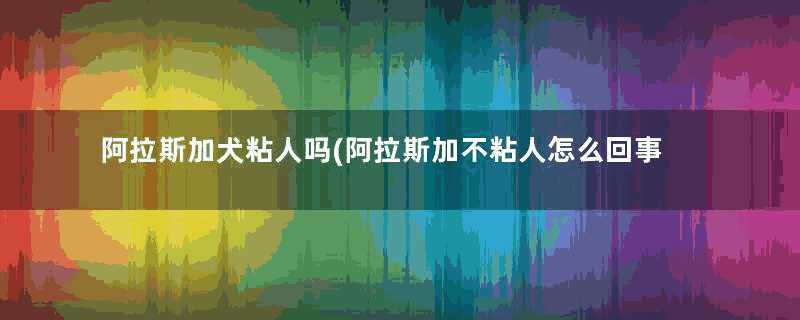 阿拉斯加犬粘人吗(阿拉斯加不粘人怎么回事呀)