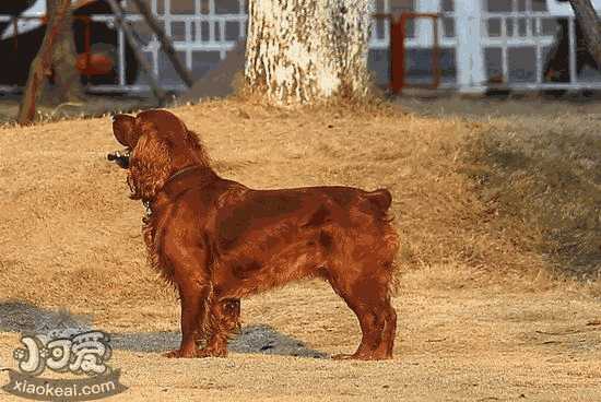 小猎犬自己怎么训练(猎犬训练方法)