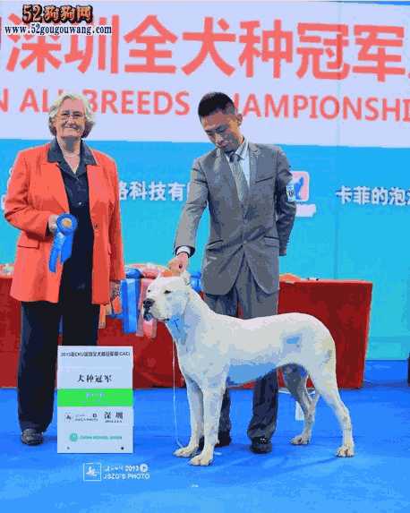 阿根廷杜高犬简介(阿根廷犬杜高犬图片)