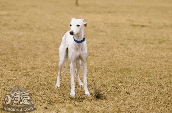 惠比特犬咬人吗(惠比特犬如何训练)