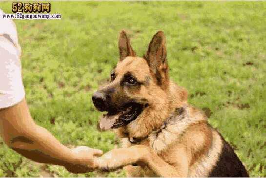 怎样训练边牧犬(训练狗的方法和技巧)