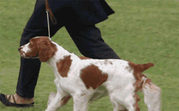 威尔士激飞猎犬(猎犬怎么训练打猎)