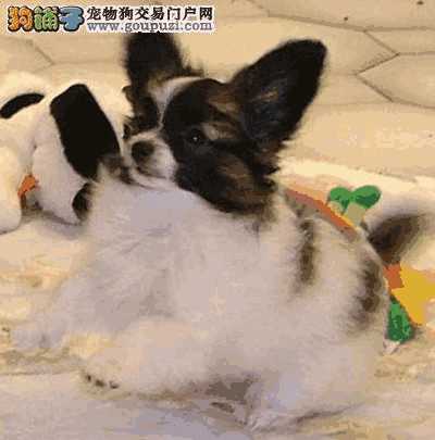 蝴蝶犬一年四季都流鼻涕是什么原因 没事吧