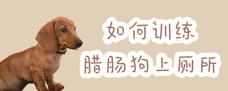 腊肠犬怎么训练上厕所(腊肠犬的饲养方法)