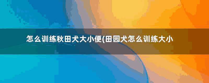 怎么训练秋田犬大小便(田园犬怎么训练大小便)