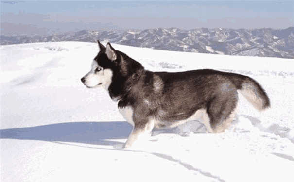 养阿拉斯加雪橇犬禁忌(阿拉斯加犬怕冷吗,阿拉斯加冬季保暖措施)