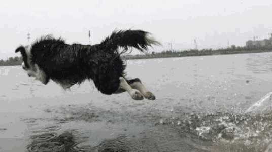 如何训练边境牧羊犬视频(如何训练边境牧羊犬听话)