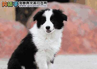 边境牧羊犬饲养手册(边境牧羊犬护主人吗)