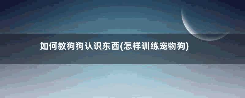 如何教狗狗认识东西(怎样训练宠物狗)