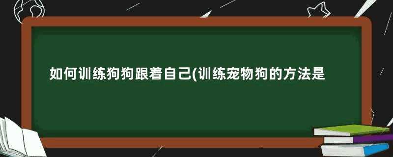 如何训练狗狗跟着自己(训练宠物狗的方法是怎样训练的)