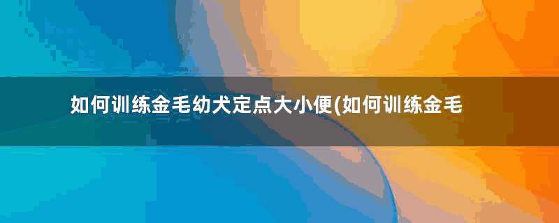 如何训练金毛幼犬定点大小便(如何训练金毛犬)