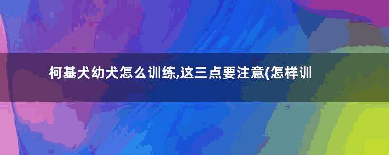 柯基犬幼犬怎么训练,这三点要注意(怎样训练柯基犬听话)