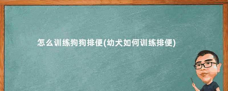 怎么训练狗狗排便(幼犬如何训练排便)