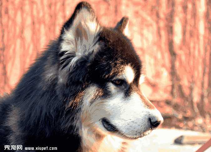 阿拉斯加雪橇犬喂养(阿拉斯加犬要怎么训练)