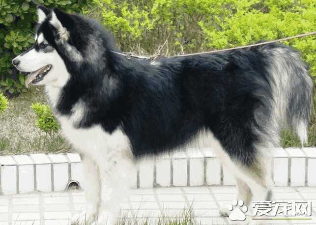 阿拉斯加雪橇犬喂养(阿拉斯加犬是雪橇犬吗)