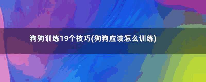 狗狗训练19个技巧(狗狗应该怎么训练)