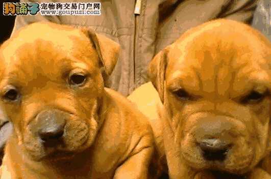 比特犬知道护主人吗(比特犬护主)