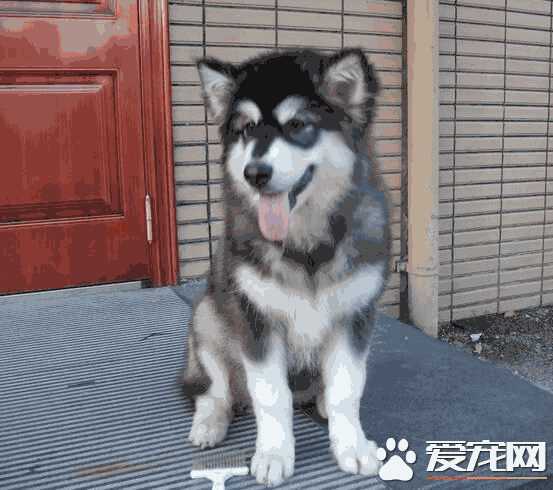 阿拉斯加雪橇犬多少钱一只(阿拉加斯加犬多少钱雪橇犬)