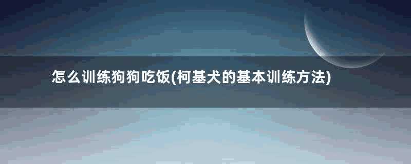 怎么训练狗狗吃饭(柯基犬的基本训练方法)