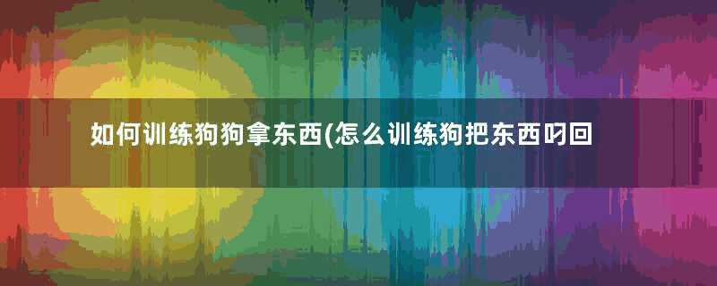 如何训练狗狗拿东西(怎么训练狗把东西叼回来)