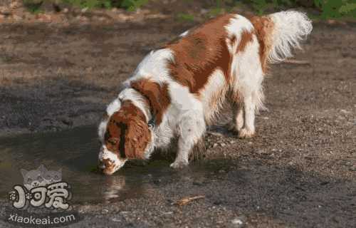 威尔士跳猎犬图片(威尔斯跳猎犬)