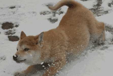 柴犬咬人吗 怎么训练柴犬才会不咬人(柴犬咬人怎么训练)