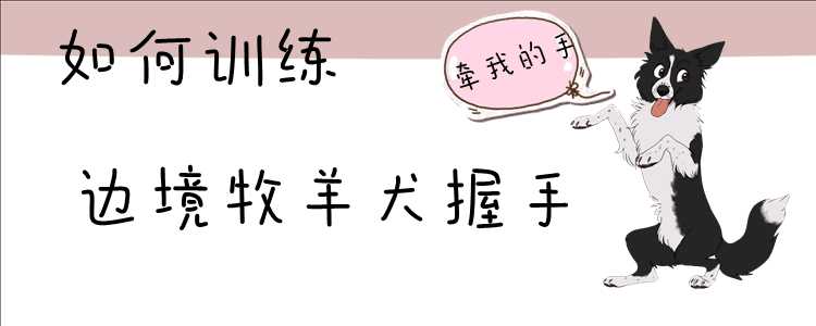 怎么教边牧握手(边境牧羊犬怎么训练听话)