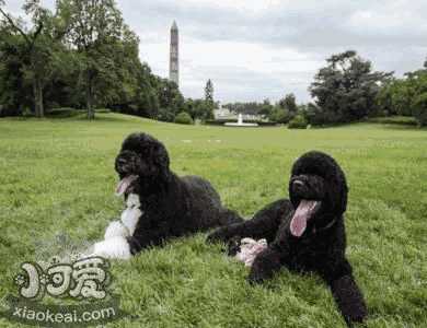 葡萄牙水犬怎么训练(如何训练幼犬大小便)