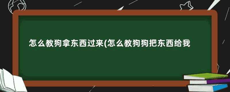 怎么教狗拿东西过来(怎么教狗狗把东西给我)