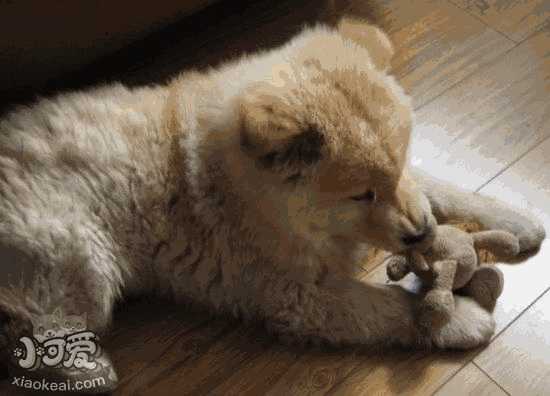 德国牧羊犬不能吃什么食物(狼狗吃什么食物)