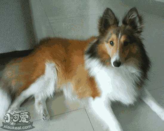 喜乐蒂怎么训练大小便 喜乐蒂牧羊犬定点上厕所训练教程