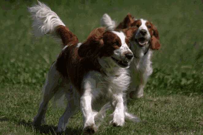 史宾格犬爱叫吗(史宾格犬性格)