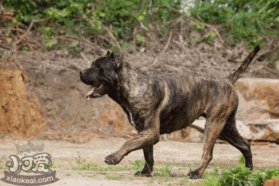 加纳利犬乱吠叫怎么办 西班牙加纳利犬乱叫纠正方法