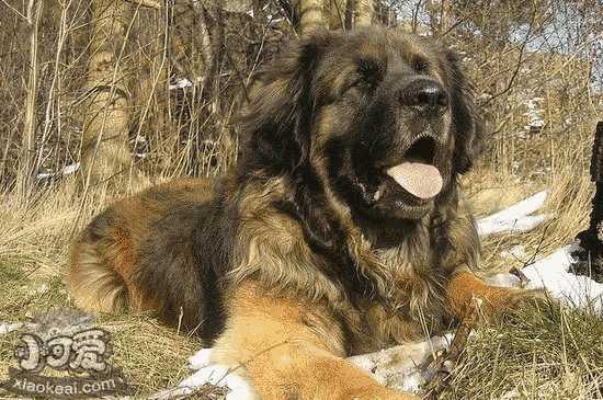 兰波格犬怎么学卧倒 兰波格犬卧下训练方法