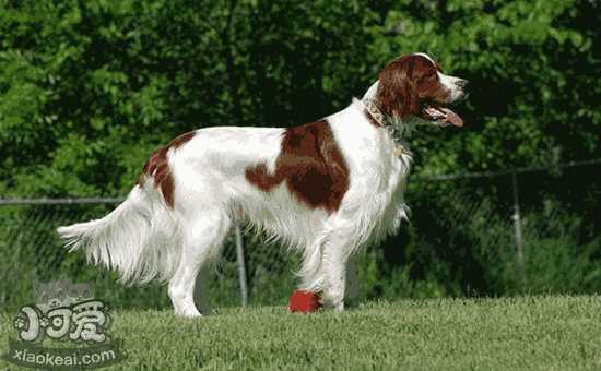 爱尔兰雪达犬和金毛犬的区别(雪里红犬幼犬图)