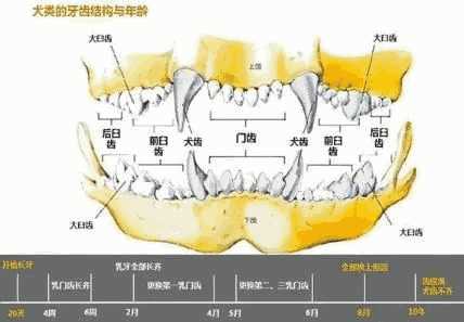 狗怎么能看出来年龄(看狗的年龄有几种方法)