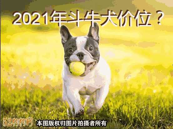 斗牛犬价格多少钱一只(斗牛犬幼犬价格)