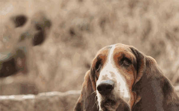 巴吉度犬好养吗应该注意些什么(巴吉度犬的优缺点)