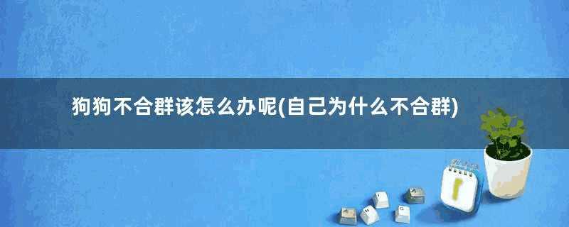 狗狗不合群该怎么办呢(自己为什么不合群)