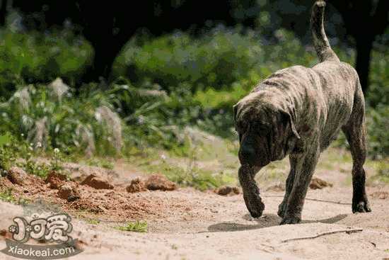 养加纳利犬应该注意什么(加纳利犬优点)