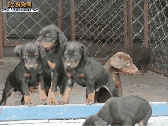 杜宾犬幼犬的价格(杜宾犬市场价)