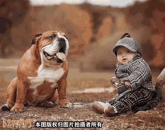 斗牛犬价格多少钱一只(斗牛犬幼犬价格)