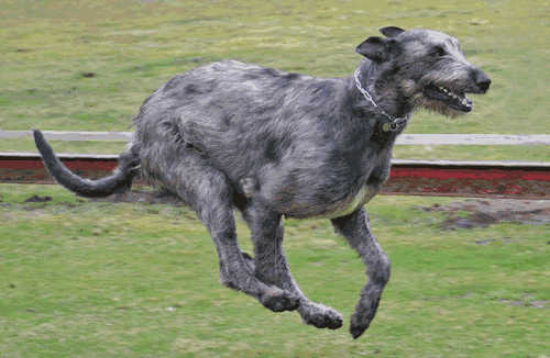 爱尔兰猎狼犬厉害吗(爱尔兰猎狼犬和猎鹿犬)