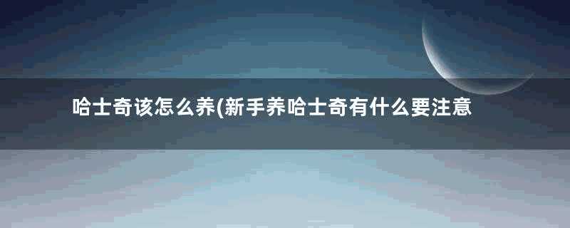 哈士奇该怎么养(新手养哈士奇有什么要注意的)