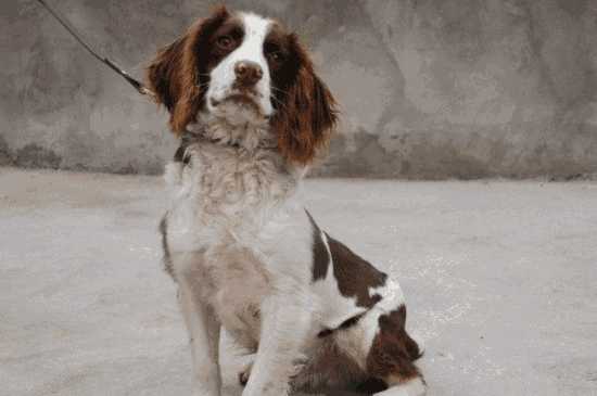 史宾格犬怎么训练(史宾格幼犬的饲养方法及训练方法)