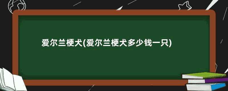 爱尔兰梗犬(爱尔兰梗犬多少钱一只)