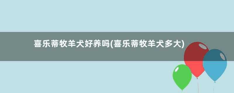 喜乐蒂牧羊犬好养吗(喜乐蒂牧羊犬多大)