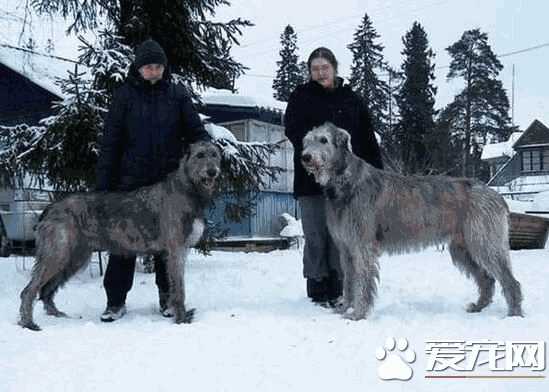 爱尔兰猎狼犬厉害吗(爱尔兰猎狼犬和猎鹿犬)